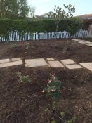 Blueberries get their share of greywater too