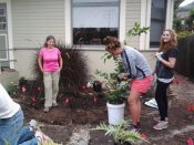 Planting a Bearss lime tree