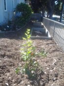 The blood orange watered from the washing machine, happy in a mulch basin.