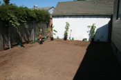 The backyard was pretty bleak when we placed the fruit trees to receive the greywater.