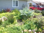 another close up, after photo, Native Garden Redo in Ellwood, photo courtesy of Sweetwater Collaborative