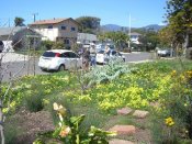 view towards the street, after photo, Native Garden Redo in Ellwood, photo courtesy of Sweetwater Collaborative