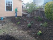 Plants need some watering during the first few years and will then thrive on rainwater alone.