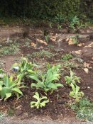 Water wise plants surround the creek bed