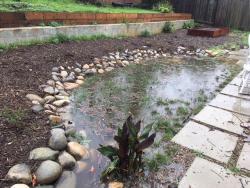 Water wise meadow during a rain