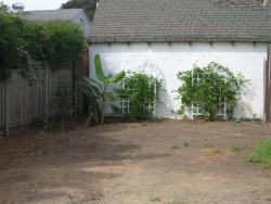 banana and passion fruit thriving on greywater
