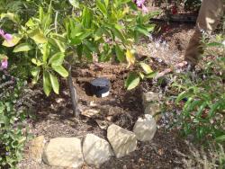 outlets for greywater getting set up in the landscape